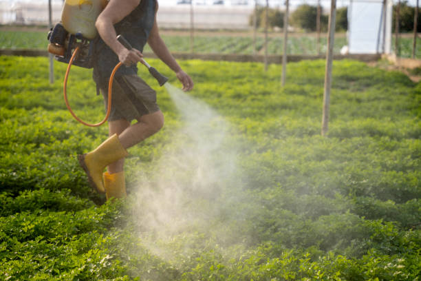 Wasp Removal Services in Mount Prospect, IL