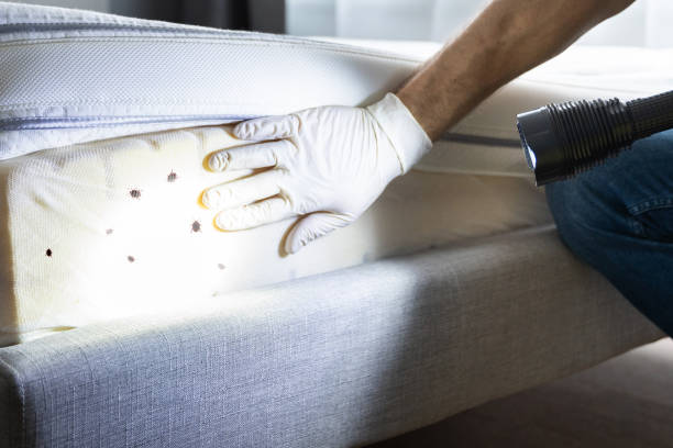 Best Best Pest Control Companies  in Mount Prospect, IL