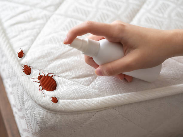 Best Mosquito Control Services  in Mount Prospect, IL