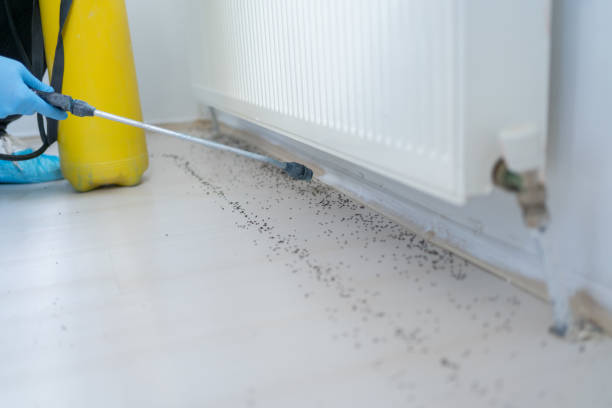 Best Spider Control Near Me  in Mount Prospect, IL