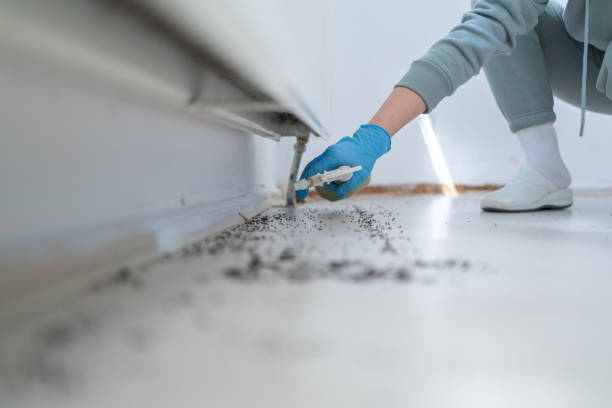 Best Rodent Control Near Me  in Mount Prospect, IL